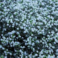 花价快翻倍、茶价没动静：9月买茉莉花茶，是最容易买错的一个窗口