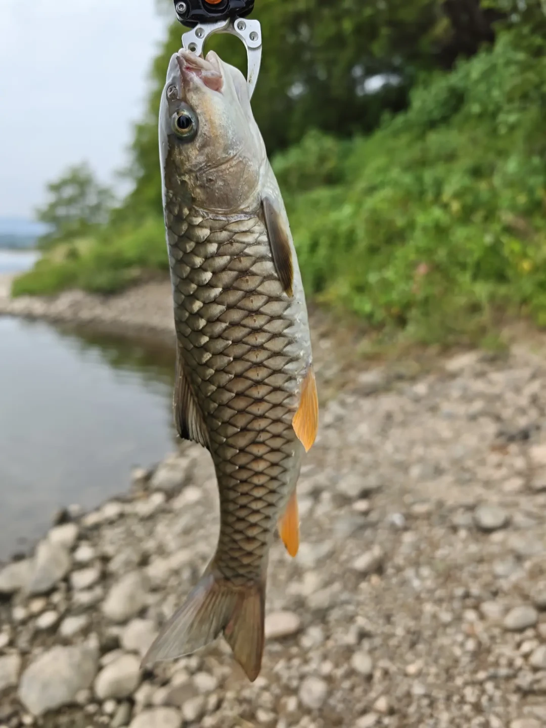 早口废了、浅滩也空了:9月的8篇溪流实录对上了,低水清水期换的是找鱼规则,不是装备
