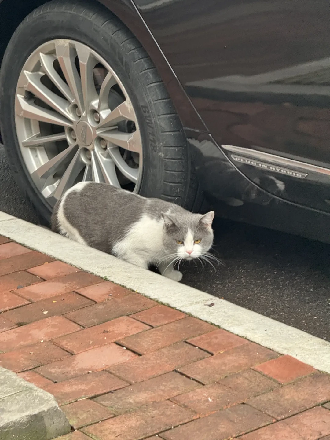 刷屏的找猫帖和8800元的退款纠纷:英短家长,这周先检查你家猫的三个出口