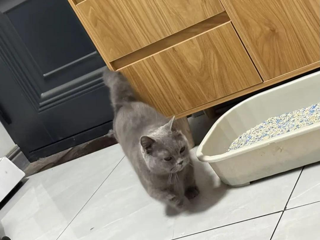刷屏的找猫帖和8800元的退款纠纷:英短家长,这周先检查你家猫的三个出口