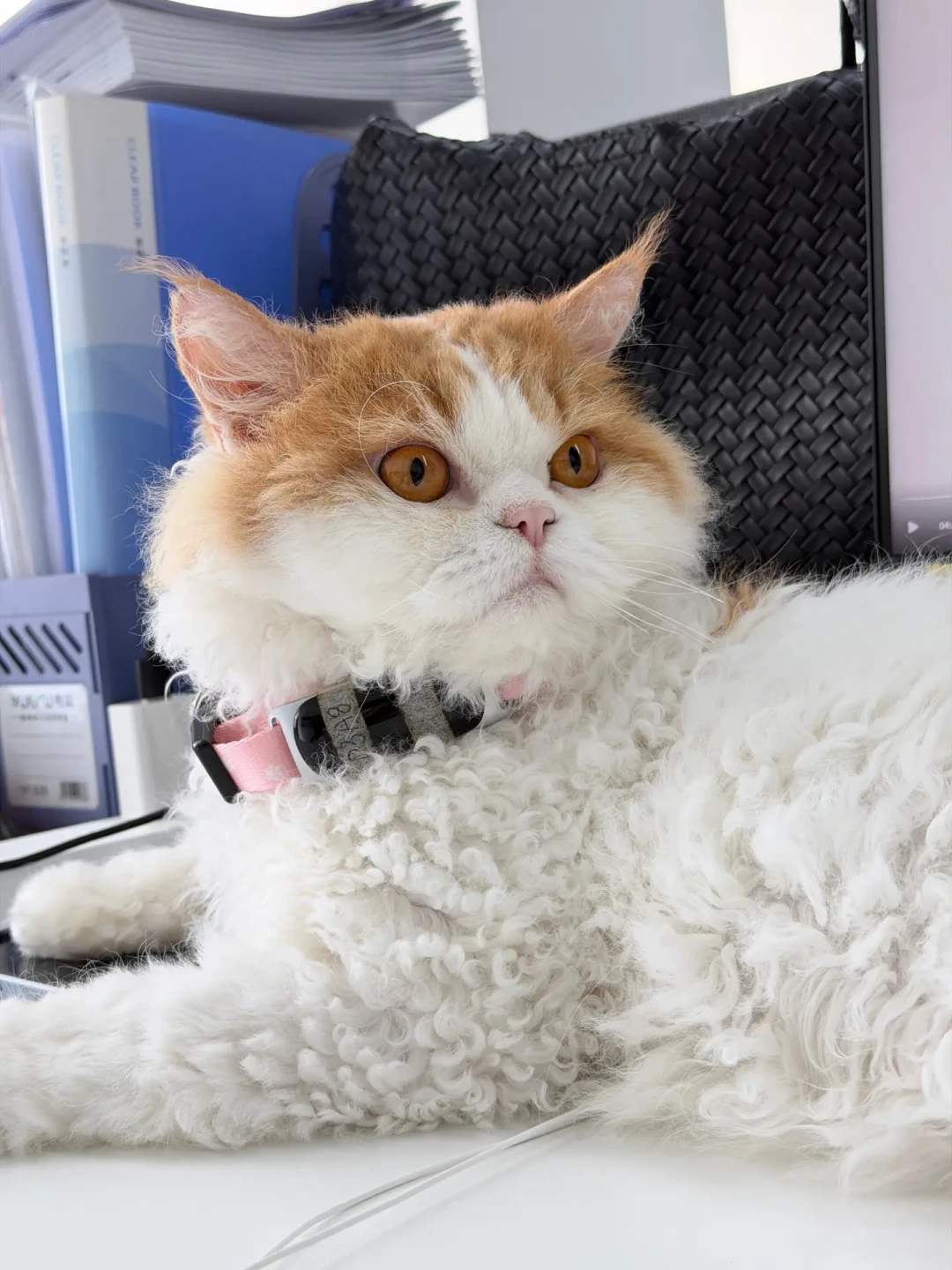 刷屏的找猫帖和8800元的退款纠纷:英短家长,这周先检查你家猫的三个出口