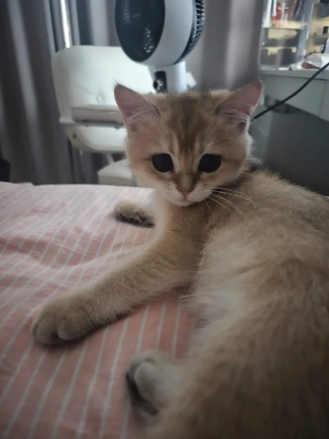 瓜子脸、尖嘴猴腮、判若两猫：拼完9条尴尬期成长记录，英短回脸原来是门晚熟生意