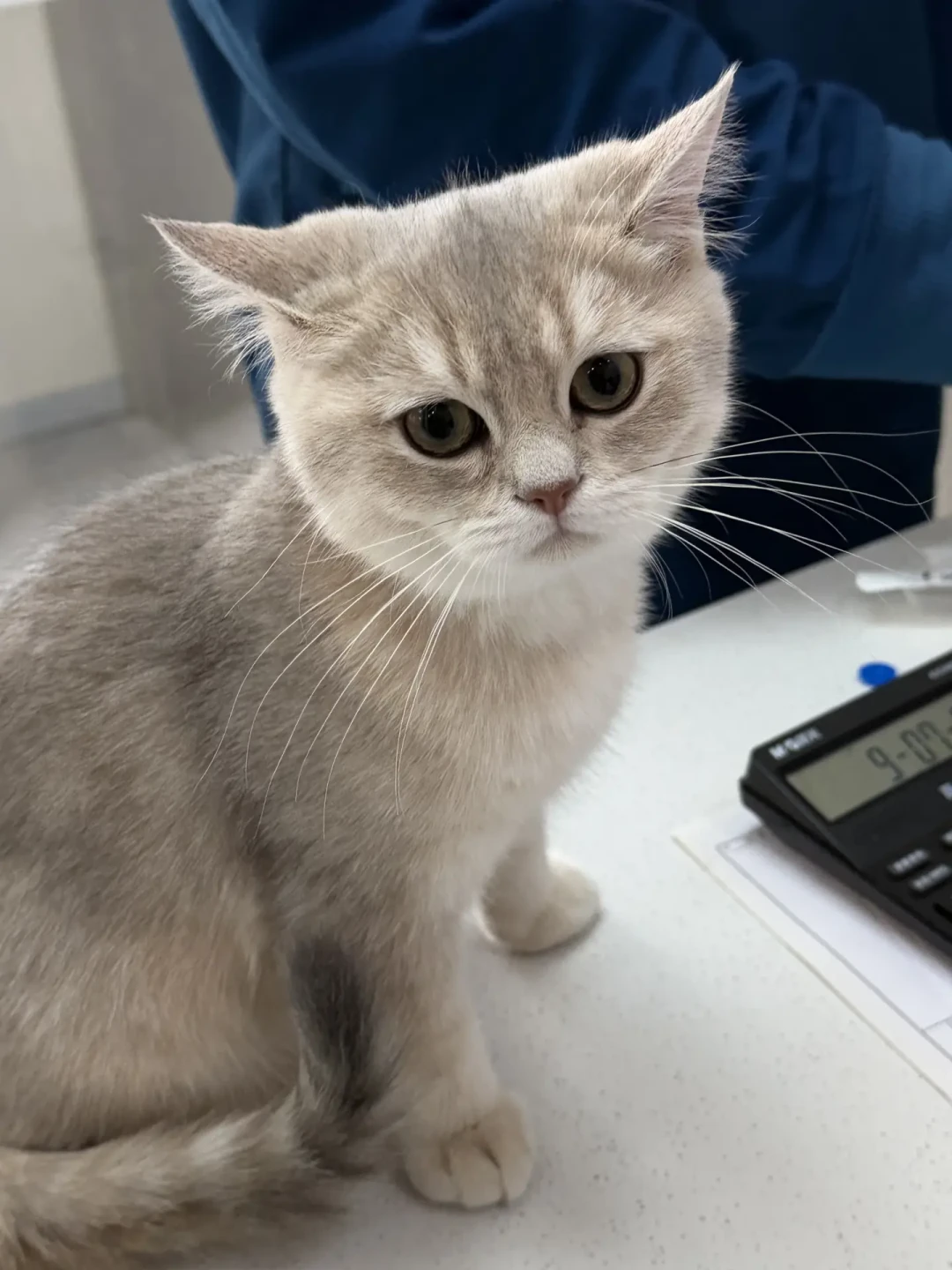 瓜子脸、尖嘴猴腮、判若两猫：拼完9条尴尬期成长记录，英短回脸原来是门晚熟生意