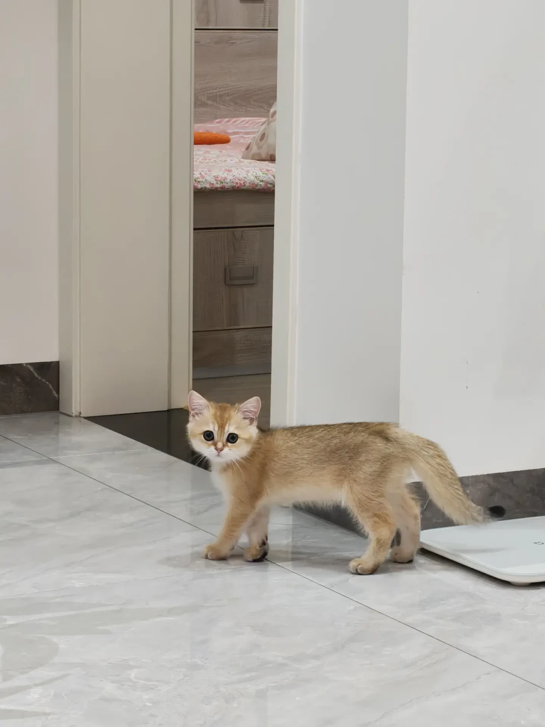 瓜子脸、尖嘴猴腮、判若两猫：拼完9条尴尬期成长记录，英短回脸原来是门晚熟生意