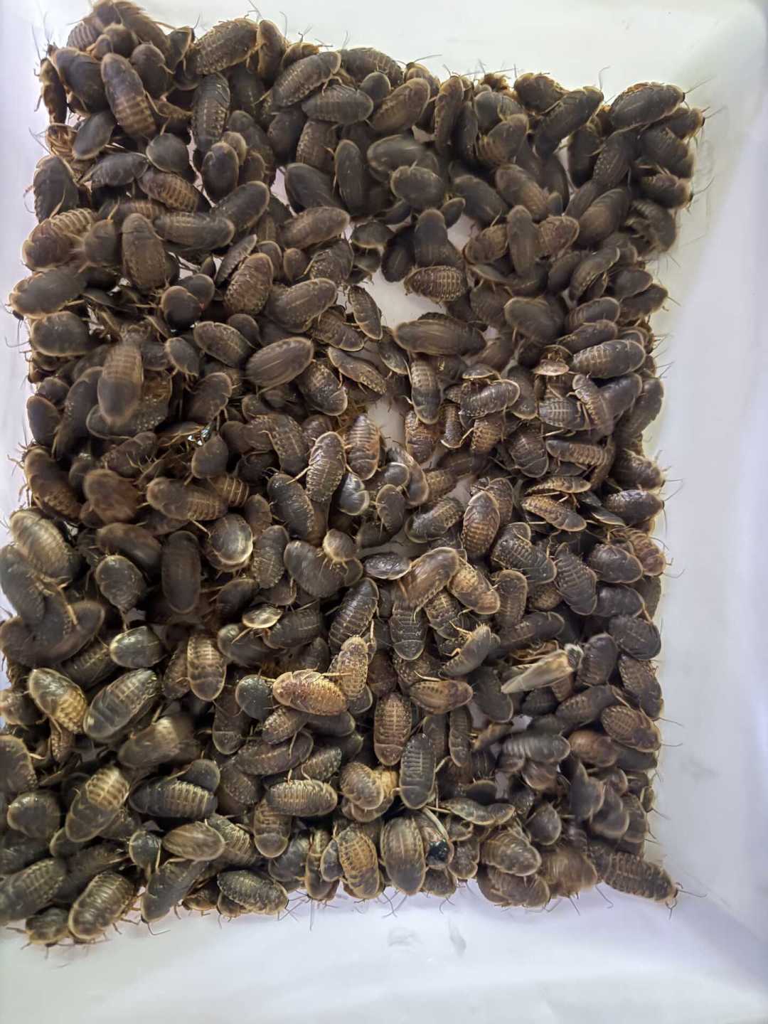 杜比亚被电蚊香团灭是真的,十一月活虫停发也是真的:入秋开殖前,先把这份排雷账算完