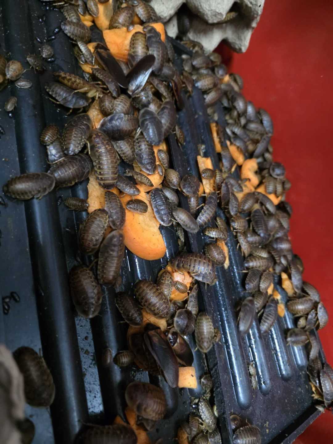 杜比亚被电蚊香团灭是真的,十一月活虫停发也是真的:入秋开殖前,先把这份排雷账算完