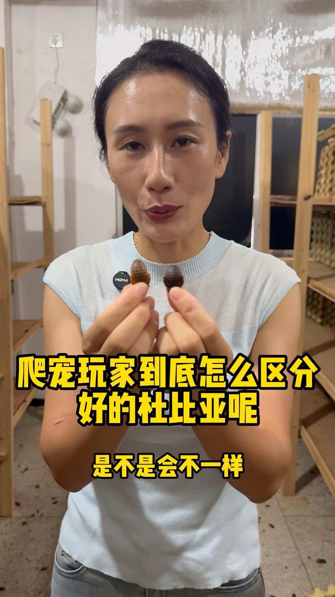 杜比亚被电蚊香团灭是真的,十一月活虫停发也是真的:入秋开殖前,先把这份排雷账算完
