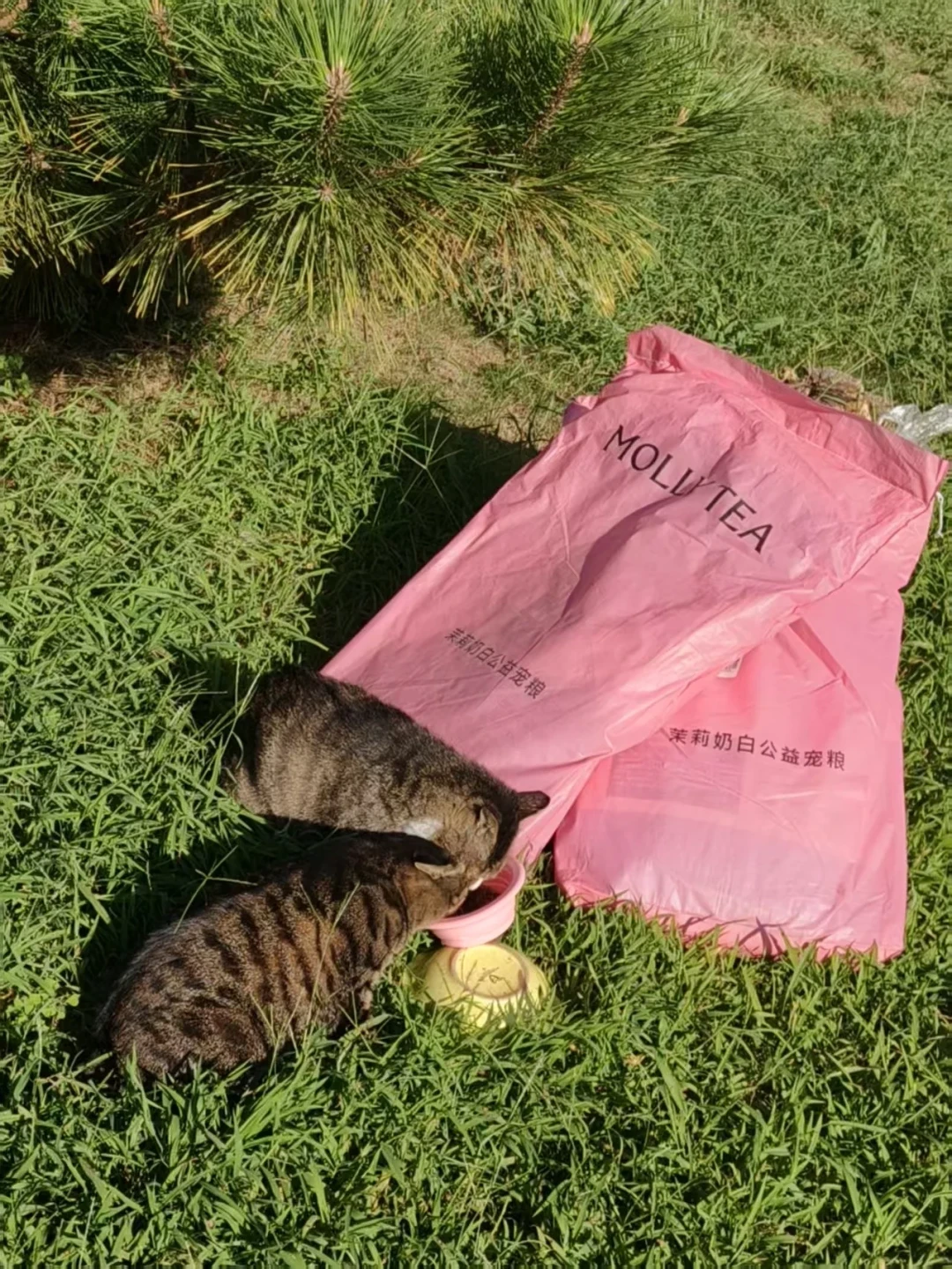 九月,品牌排着队给校园猫协送粮:我对完8个公益猫粮通道,两个本周关闸,领粮还得先看清