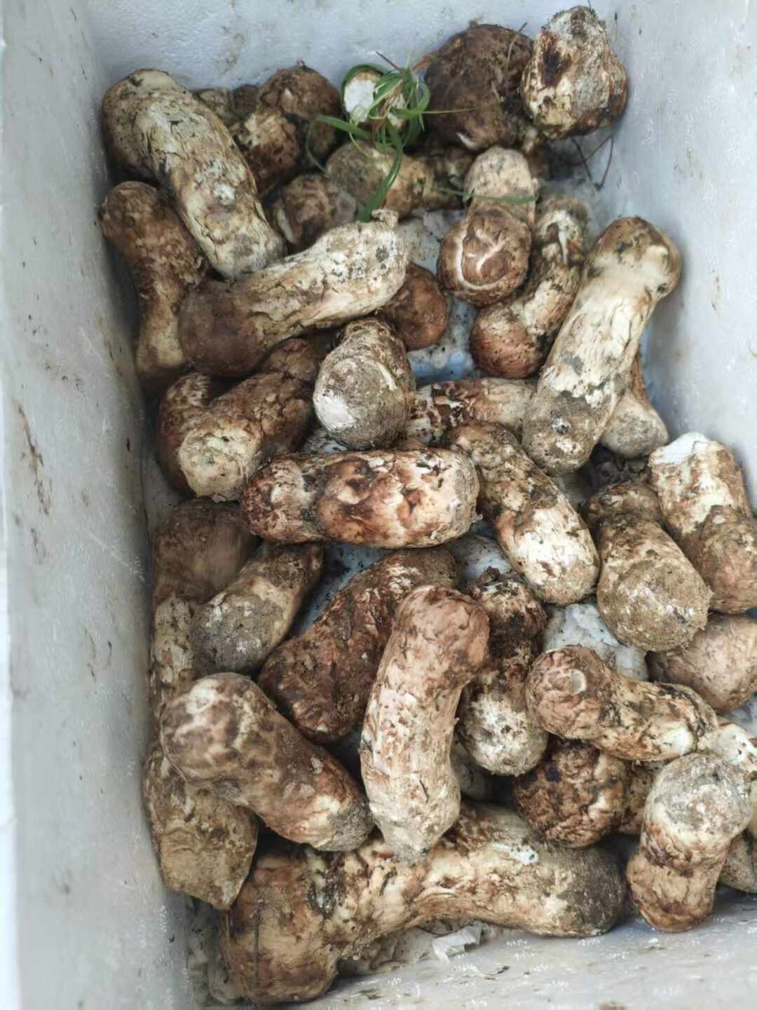 国庆去云南吃菌子,先对这份尾季时间表:对完一个月的产地报价和去年国庆6条实况,锅里还有菌、山上已捡空,谁该去、去哪吃,一目了然