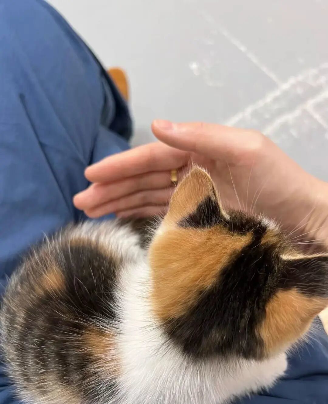 高校猫协开学抢