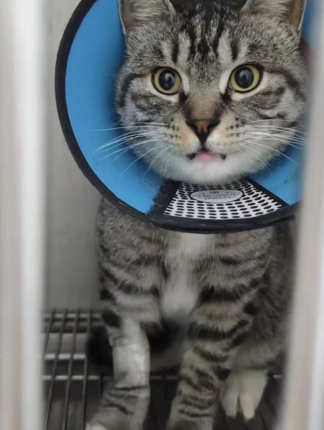 高校猫协开学抢