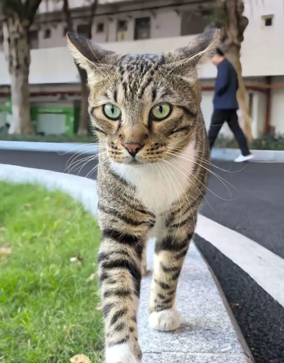 高校猫协开学抢