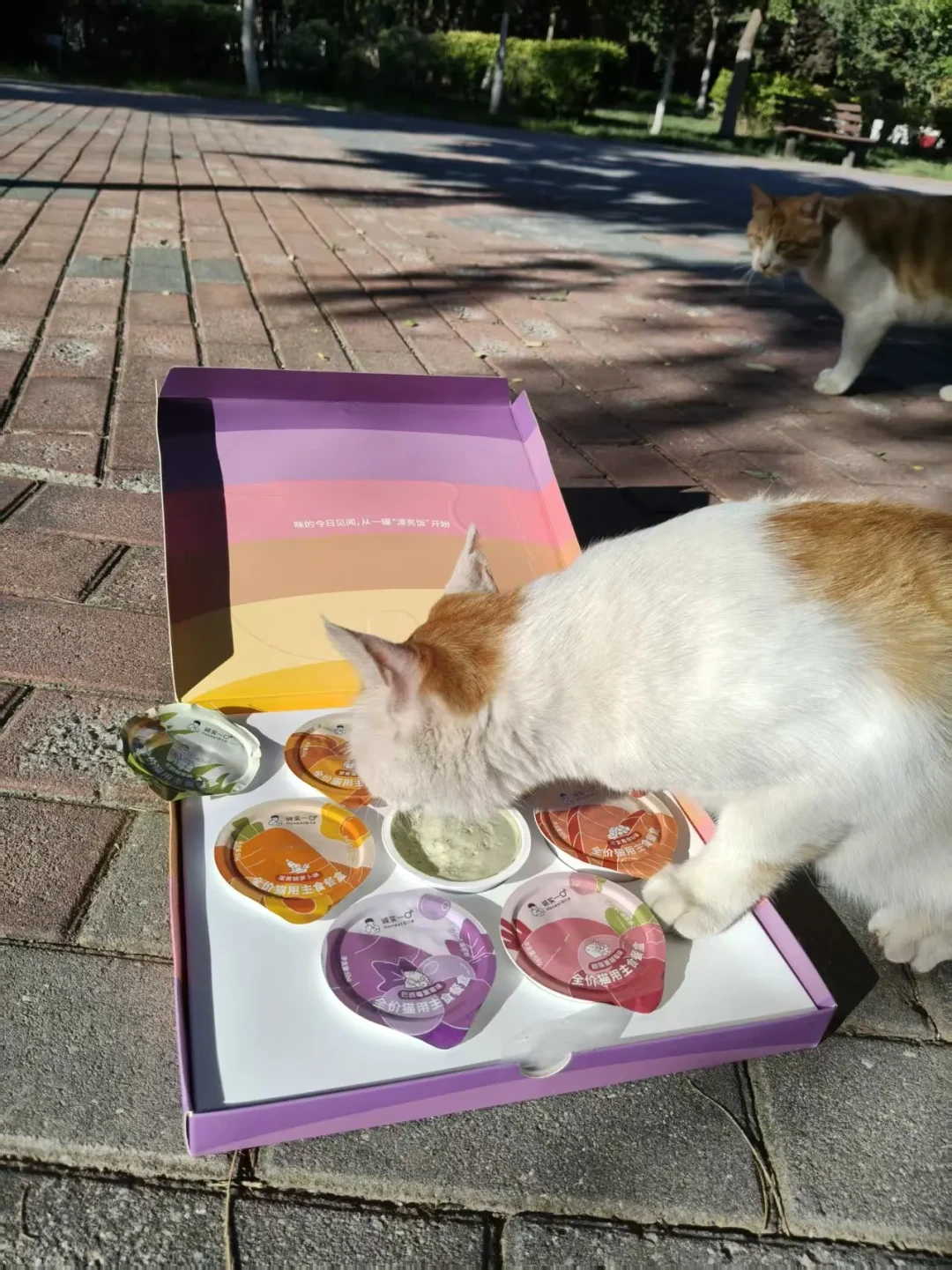 高校猫协开学抢