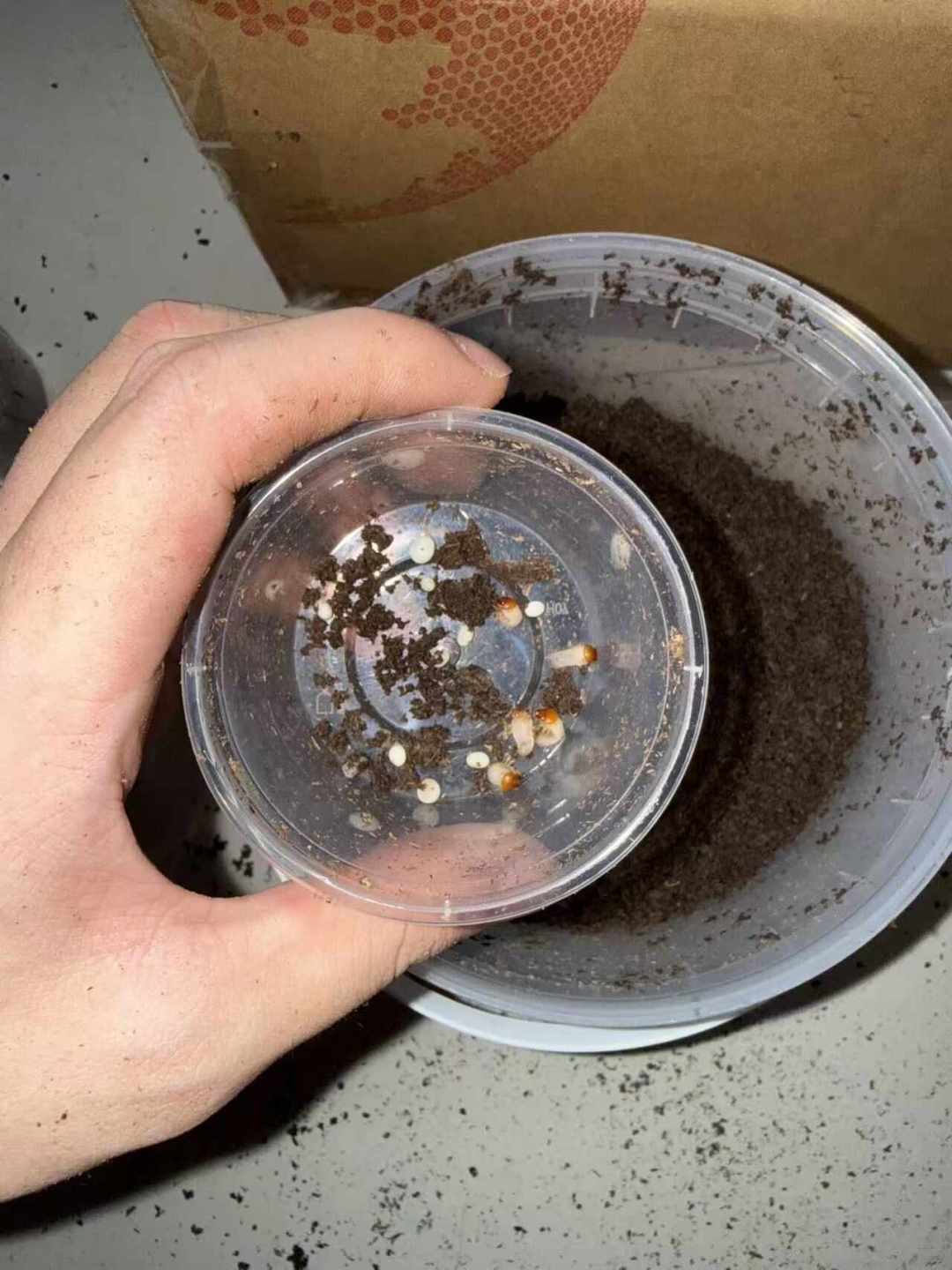 「爆桶」季的甲虫来了:3块5的幼虫和108元的僵苗,这份秋季买虫价目表和验虫五步,下单前看完