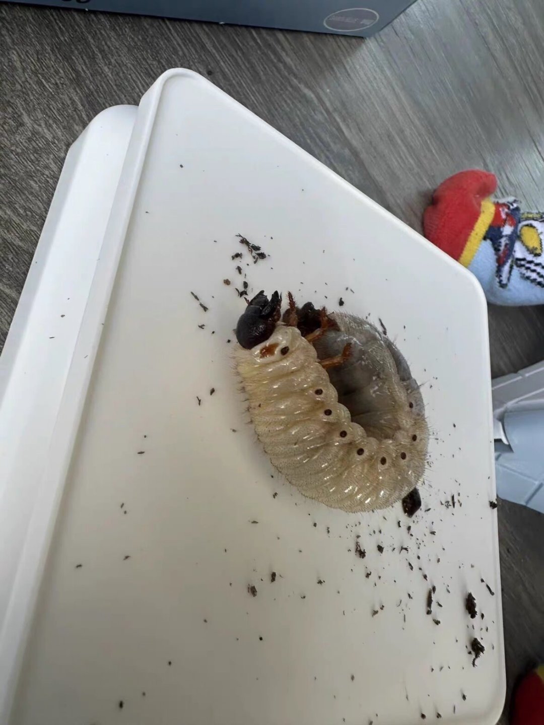 「爆桶」季的甲虫来了:3块5的幼虫和108元的僵苗,这份秋季买虫价目表和验虫五步,下单前看完