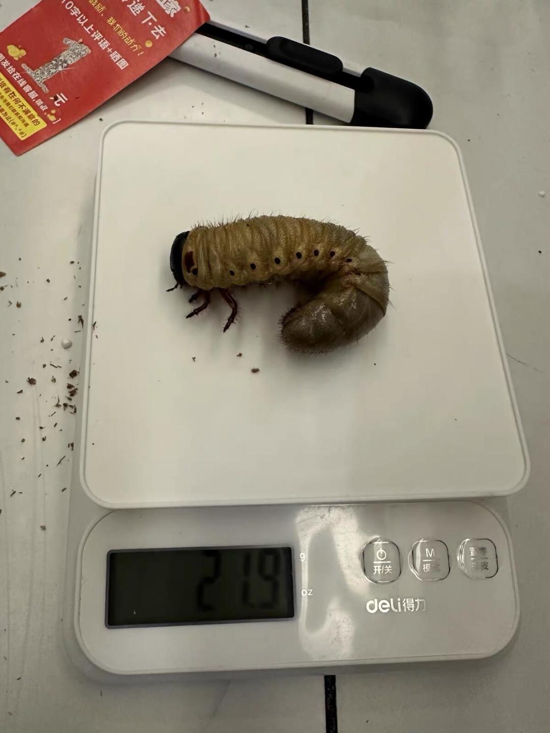 「爆桶」季的甲虫来了:3块5的幼虫和108元的僵苗,这份秋季买虫价目表和验虫五步,下单前看完