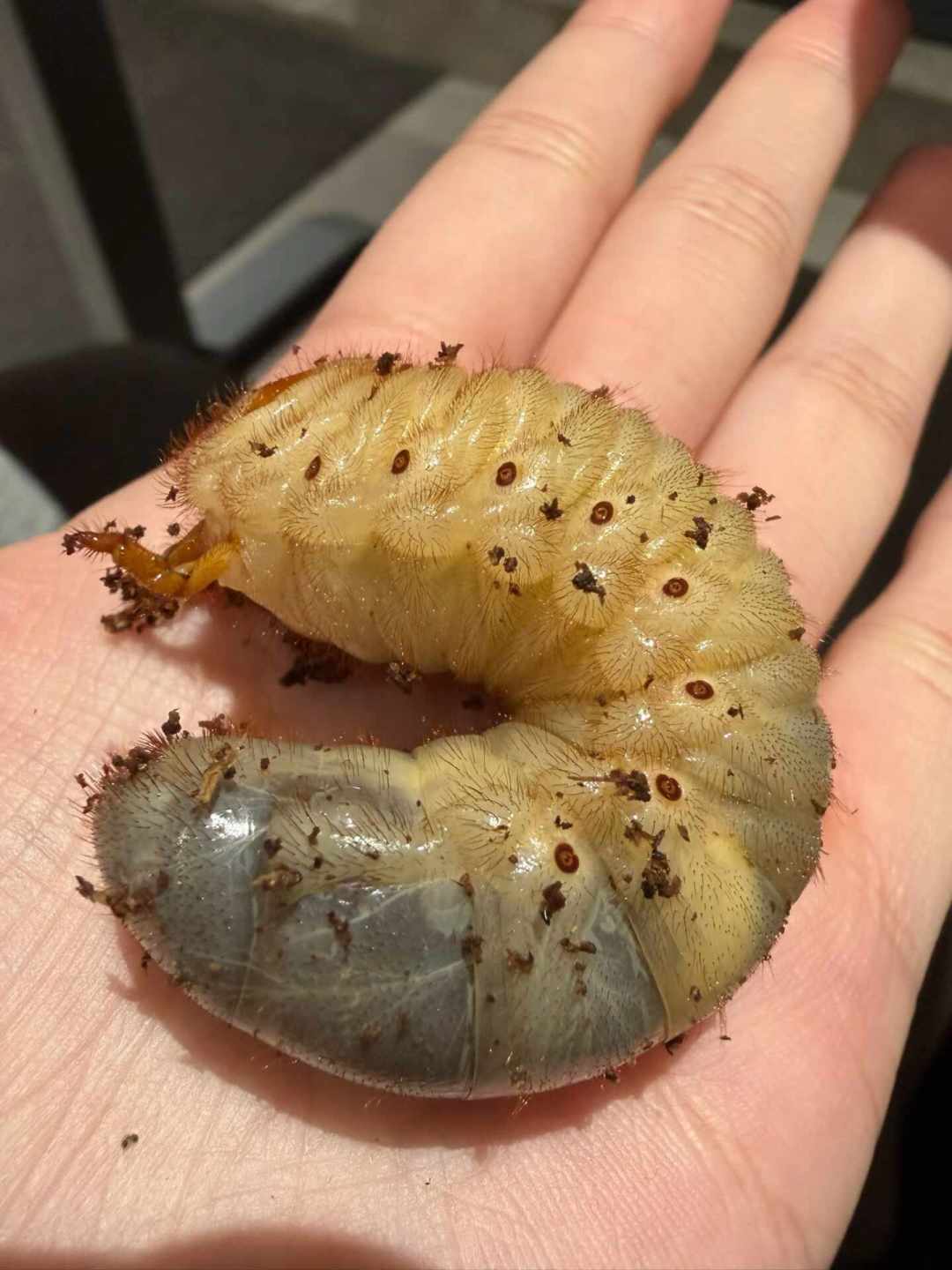 「爆桶」季的甲虫来了:3块5的幼虫和108元的僵苗,这份秋季买虫价目表和验虫五步,下单前看完