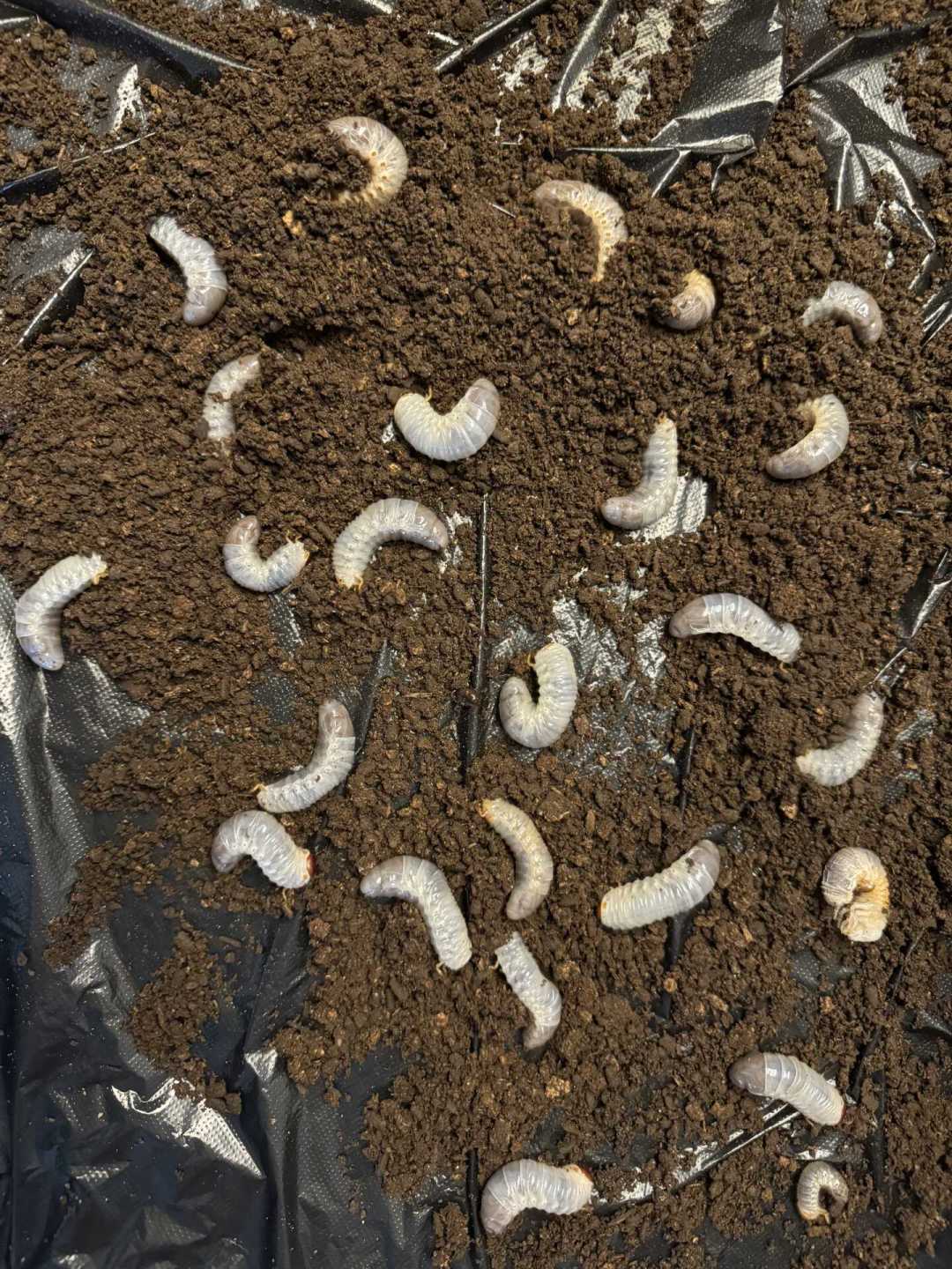 「爆桶」季的甲虫来了:3块5的幼虫和108元的僵苗,这份秋季买虫价目表和验虫五步,下单前看完