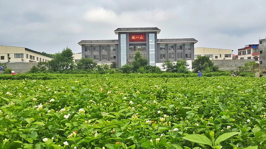 张一元真正的新茶是秋天才到的:12个档位拉通一对比,1200的龙毫偏淡,100的春风杀口,先分清你要香还是要味