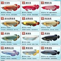 12种龙鱼图鉴｜观赏鱼玩家必收藏