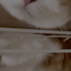 我家猫死活不让抱，咋反倒主动趴在我腿边？