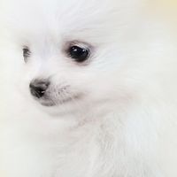 打雷放炮狗子吓得紧黏主人，这怂萌小模样谁看都心软