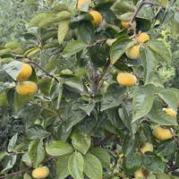 涩得麻嘴的脆柿不是没熟，是没「漤」过：9.9元一箱的头茬柿子上市，先分清脱涩和放软两条线，再把「胃结石」老话核一遍