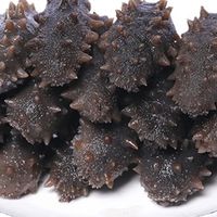 海参食用建议与注意事项