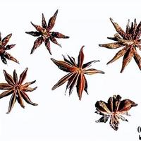 你以为八角就该8个角？13个角的完美八角，可能是要命的剧毒莽草