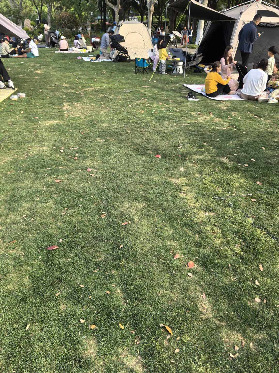 杜邑不让在树下搭天幕之后:双节出门前,先把那根风绳拉短