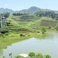中秋还剩12天，秋天上架的瓜片全是春天的茶：我把9张电商瓜片价签、"320元一两蝙蝠洞"热帖和6368赞底层逻辑视频摆齐，理清1条45倍价梯、5套话术和4类人的动作