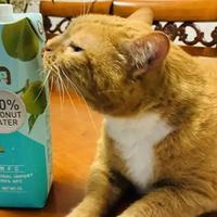 「100%椰子水」二次塌方：91家企业查出23家问题、5家立案——配料表都会造假了，挑真椰水只剩这几笔账可算
