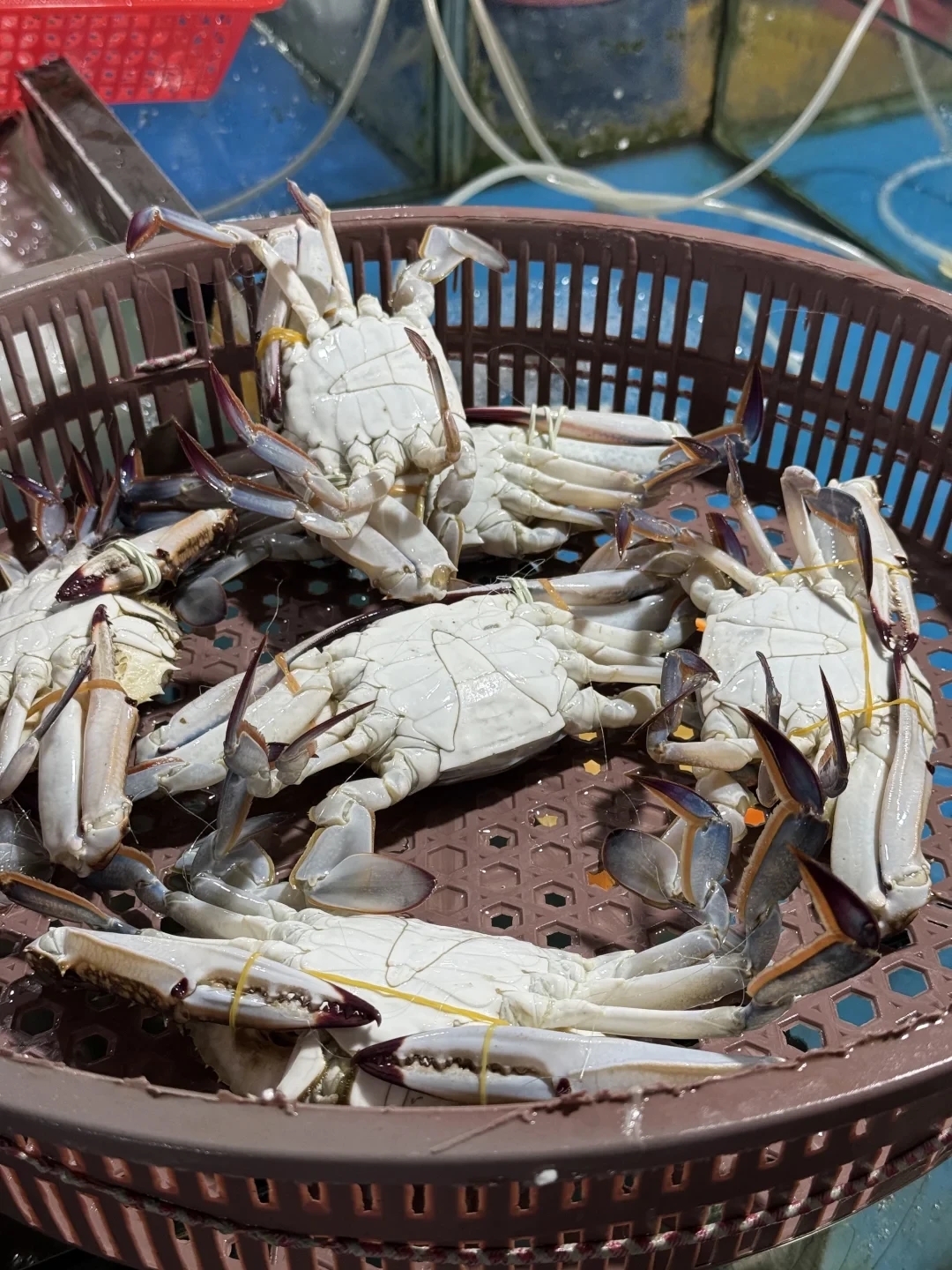 东海9月16日12时开渔：江浙沪人赶海最划算的9天，不在开渔当天，也不在国庆