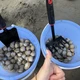 短视频里“一挖一麻袋”，这周的大潮值得追吗：挖蛤蜊新手最容易踩的三个坑