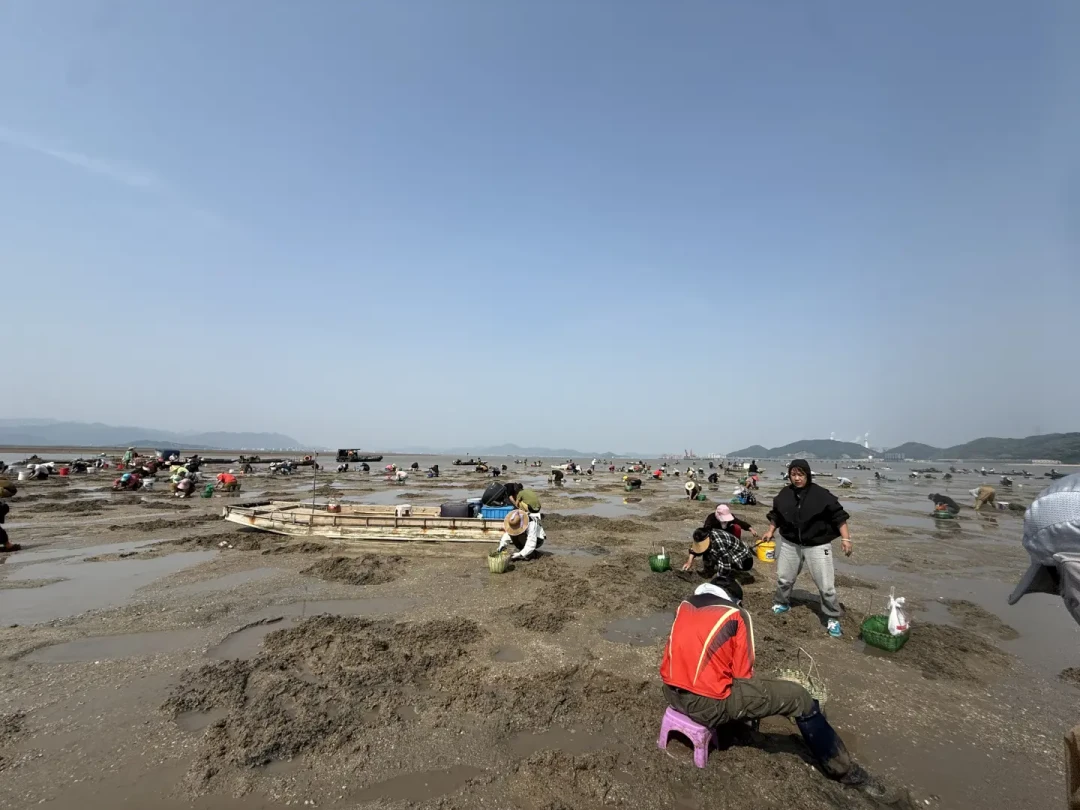 短视频里“一挖一麻袋”，这周的大潮值得追吗：挖蛤蜊新手最容易踩的三个坑