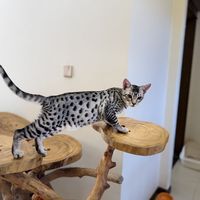 奥西1680、豹猫预定6万、埃及猫连个报价都没有：拆完三只"小豹子"的13张晒价，同一个斑点，三本账
