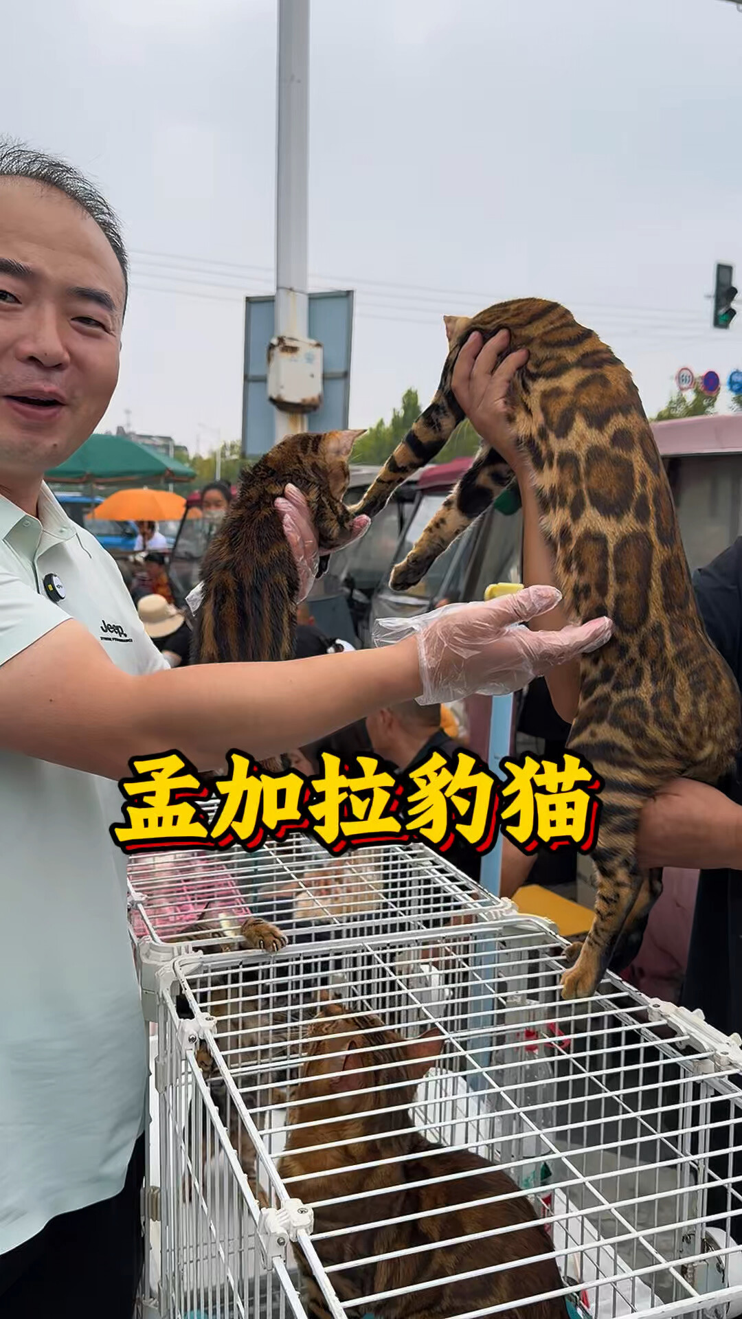奥西1680、豹猫预定6万、埃及猫连个报价都没有：拆完三只