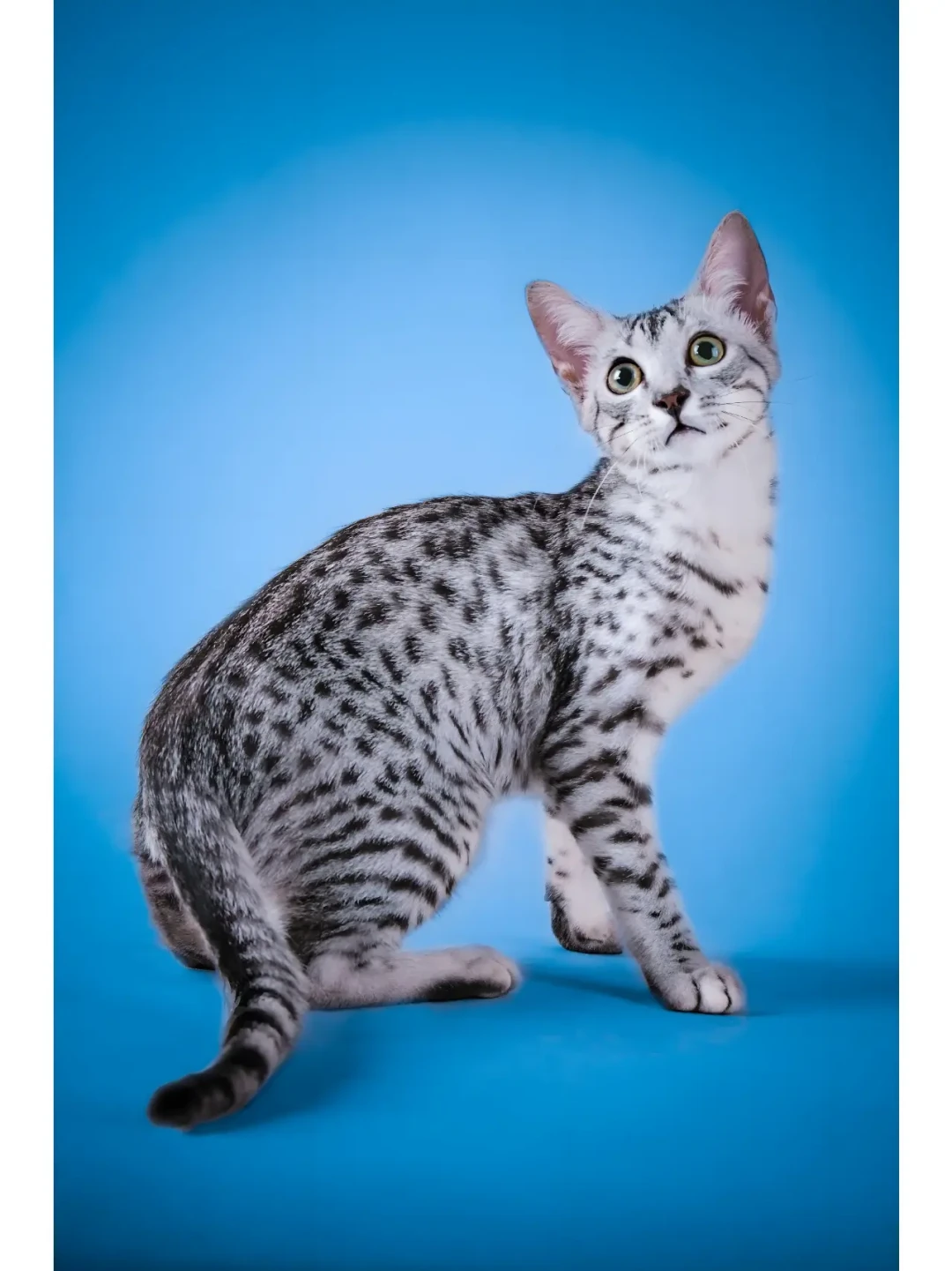 奥西1680、豹猫预定6万、埃及猫连个报价都没有：拆完三只