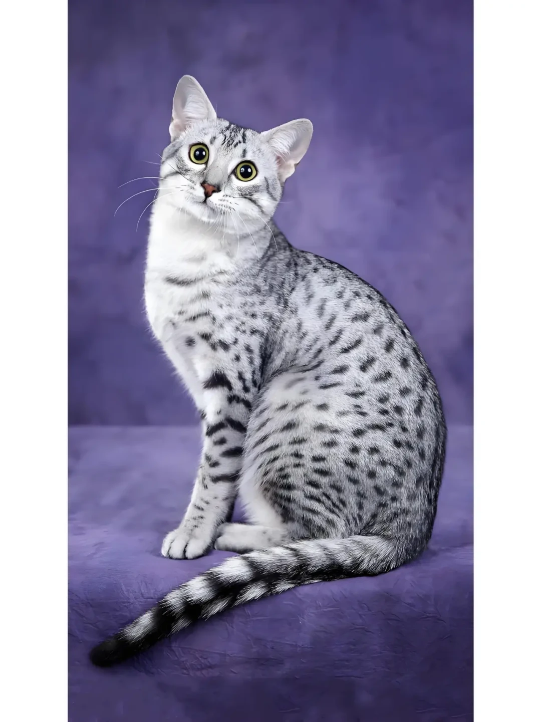 奥西1680、豹猫预定6万、埃及猫连个报价都没有：拆完三只