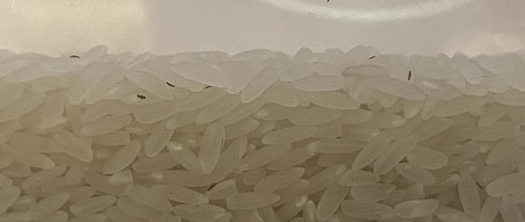 米缸生虫还能吃吗？先别暴晒、别急着换米缸：分清是虫是霉，再决定筛、冻还是扔
