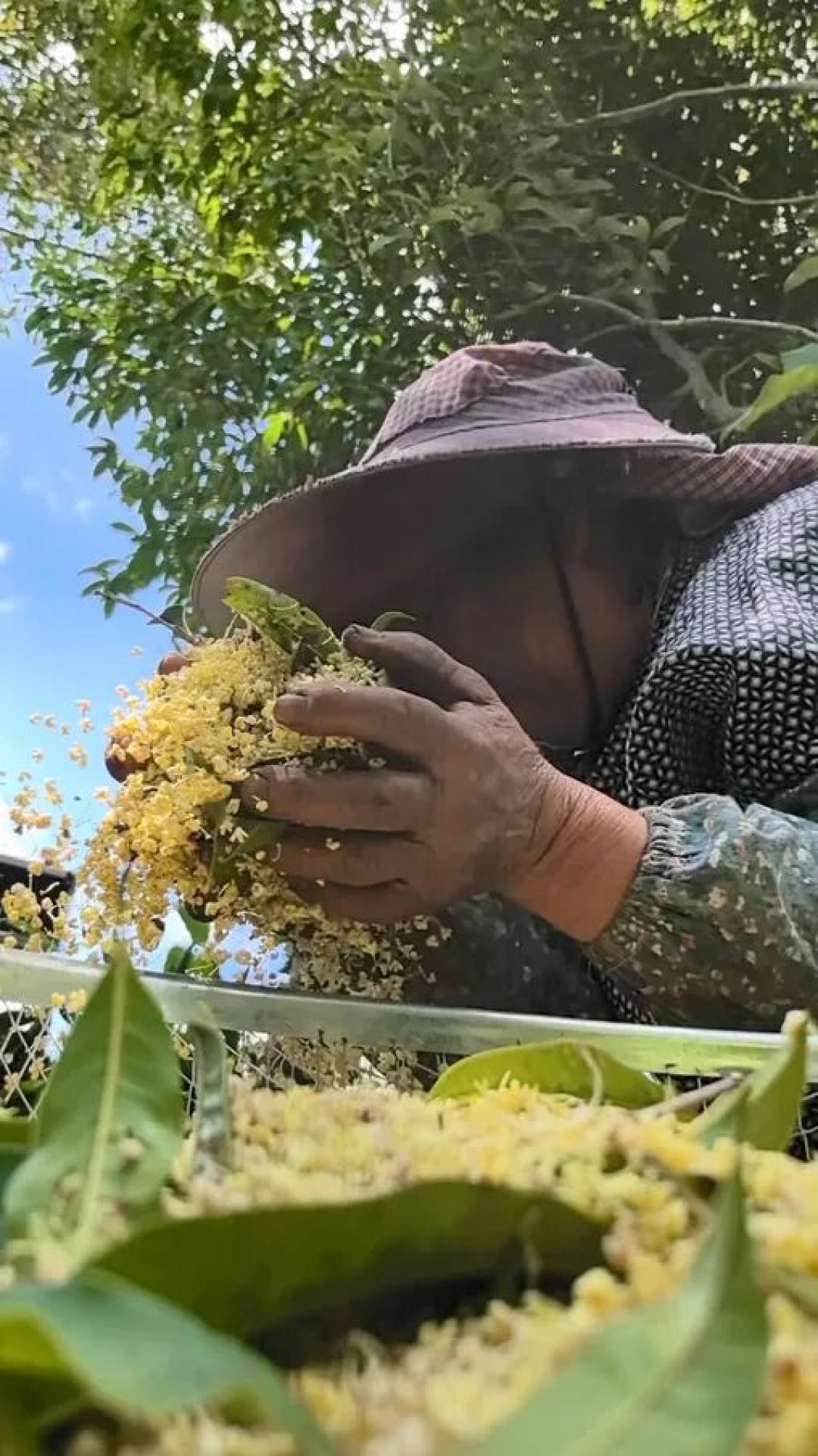今年桂花早开半个月,第二轮就旺在这几天:做秋天第一罐糖桂花前,先算清三笔账——十斤鲜花才出一斤干,低价