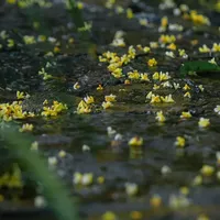 都在复刻"桂花牛奶"，但我先泼三盆冷水：你闻到的桂香多半不是金桂，货架上的"新干桂花"基本是去年的花