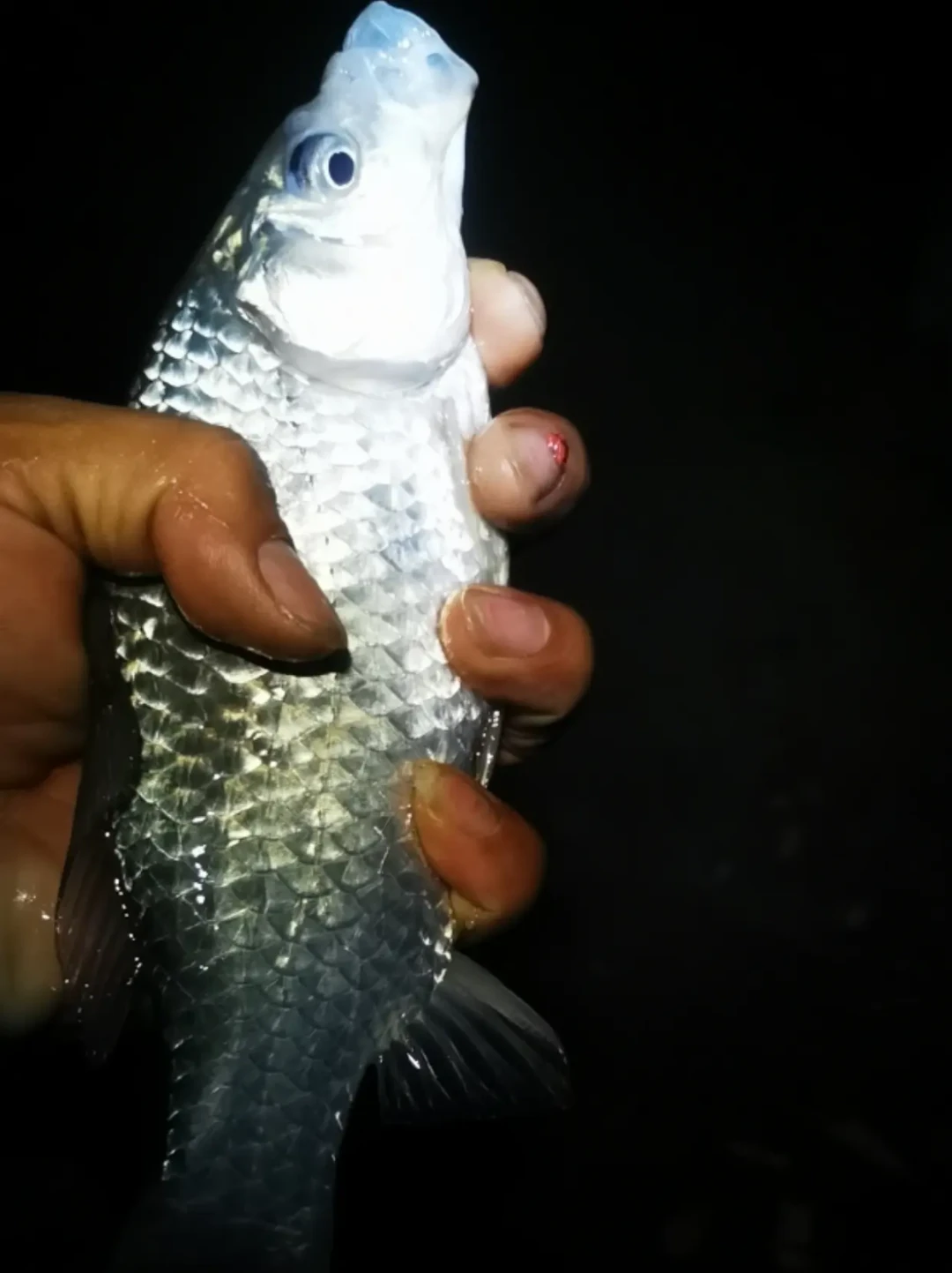 退水一米深夜口真好,一小时退一米一口没有:九月退水期的夜钓