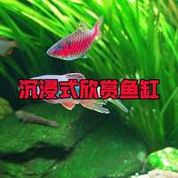 除藻没有全能王：黑壳虾变鱼食、大和虾有假货、小精灵饿死新缸——39篇除藻帖、40条视频、67条评论串成的下兵顺序