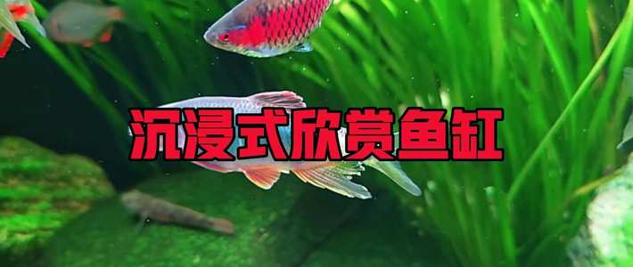 除藻没有全能王：黑壳虾变鱼食、大和虾有假货、小精灵饿死新缸——39篇除藻帖、40条视频、67条评论串成的下兵顺序