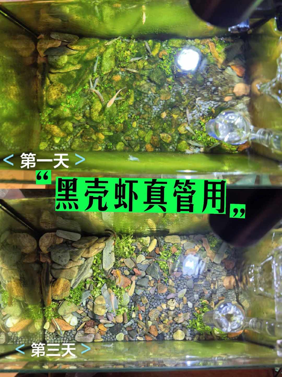 除藻没有全能王:黑壳虾变鱼食、大和虾有假货、小精灵饿死新缸——39篇除藻帖、40条视频、67条评论串成的下兵顺序