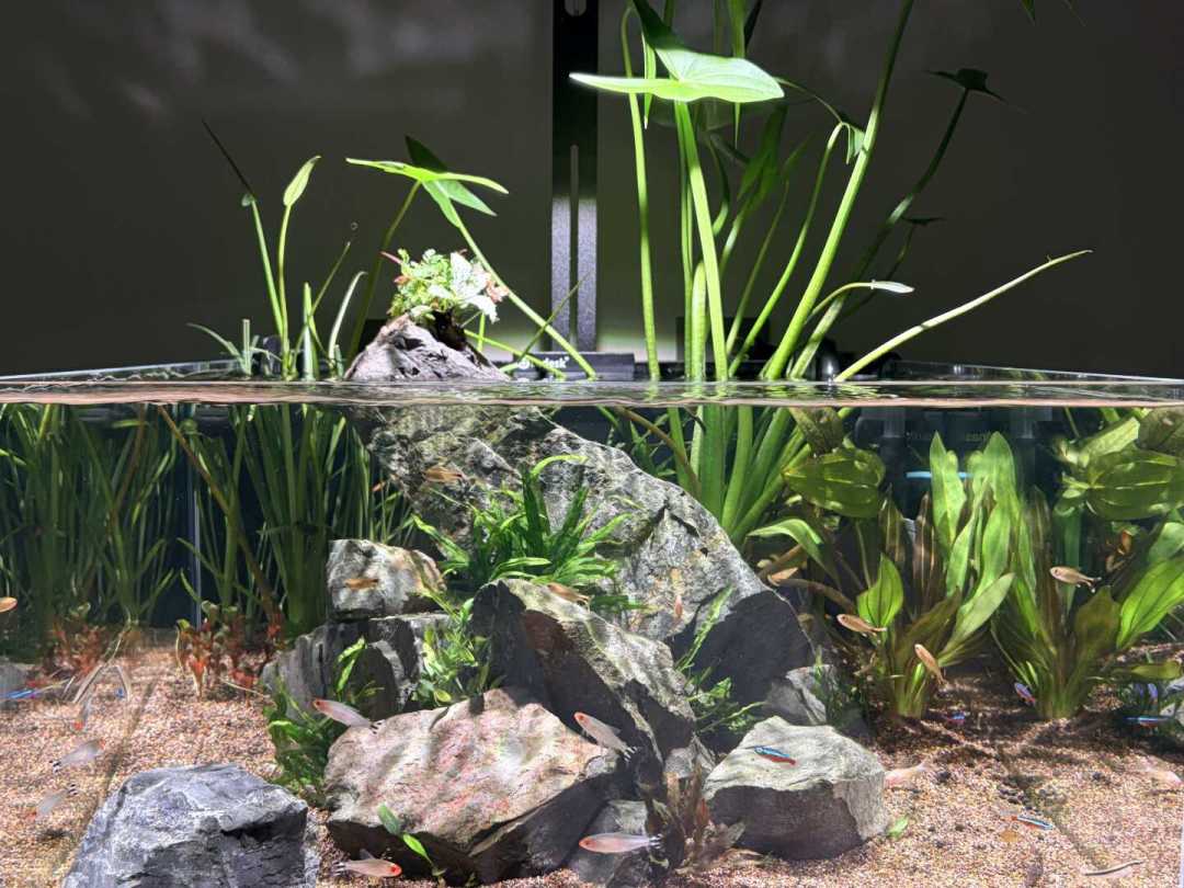 除藻没有全能王:黑壳虾变鱼食、大和虾有假货、小精灵饿死新缸——39篇除藻帖、40条视频、67条评论串成的下兵顺序