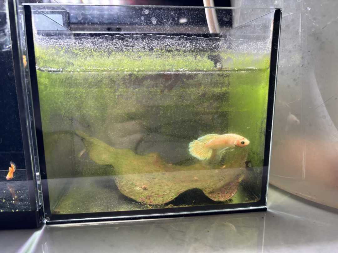 除藻没有全能王:黑壳虾变鱼食、大和虾有假货、小精灵饿死新缸——39篇除藻帖、40条视频、67条评论串成的下兵顺序