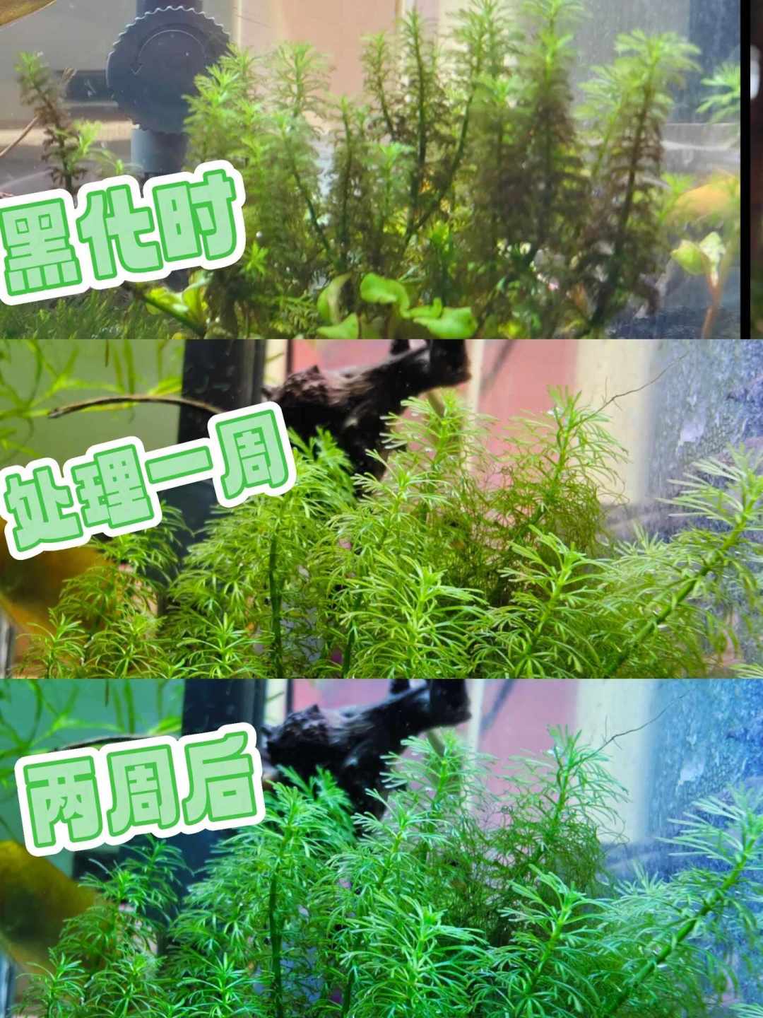 除藻没有全能王:黑壳虾变鱼食、大和虾有假货、小精灵饿死新缸——39篇除藻帖、40条视频、67条评论串成的下兵顺序