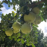 9月6日定开采日、9月25日就是中秋：这19天窗口买柚子，先确认“树熟”再决定放不放